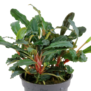Bucephalandra care