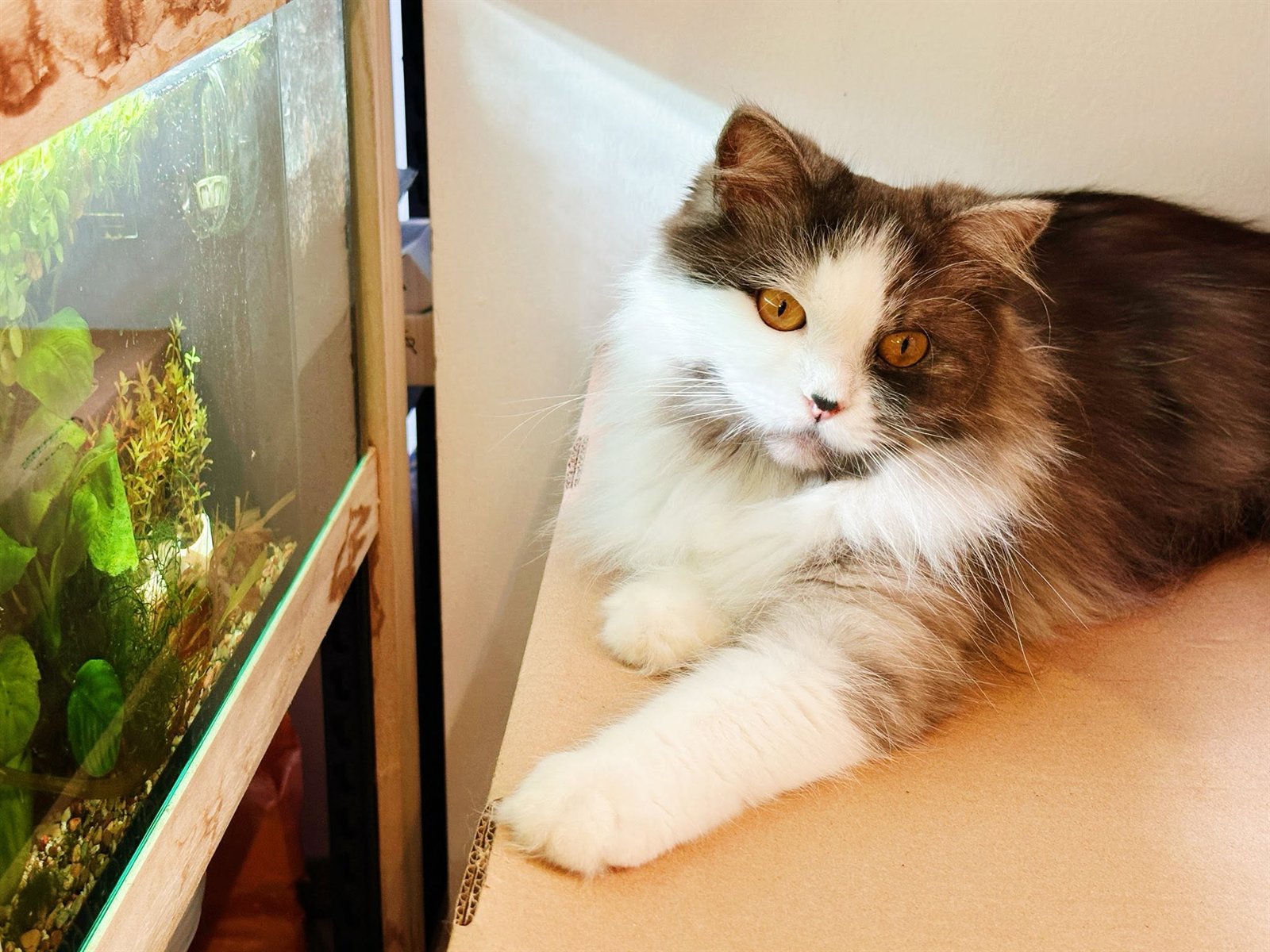 Yumi, the Gensou shop cat and WhatsApp assistant