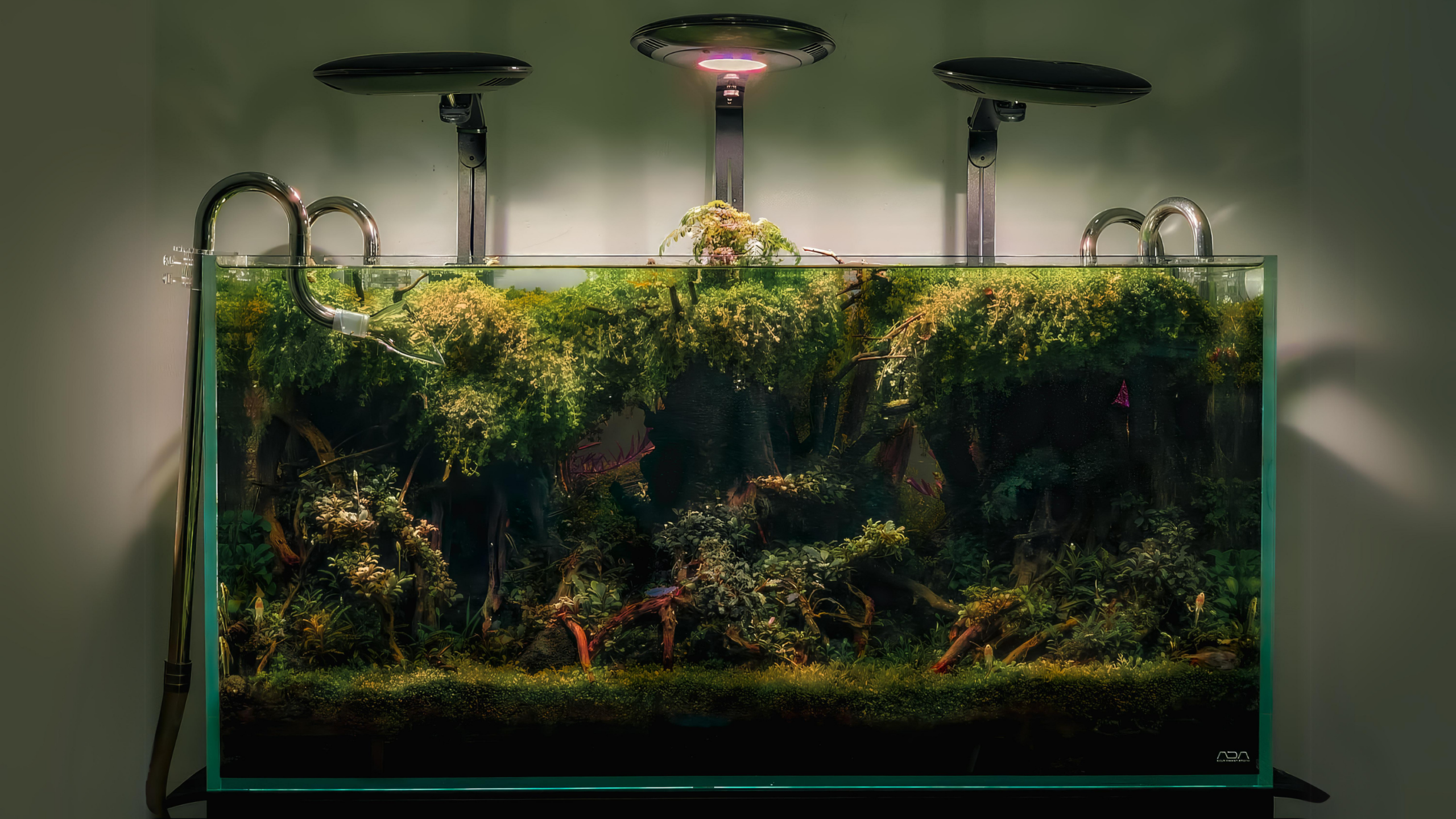 We Transform Glass Tanks Into Living Art