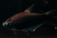 Black Emperor Tetra