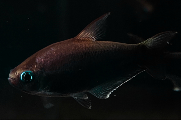 Black Emperor Tetra