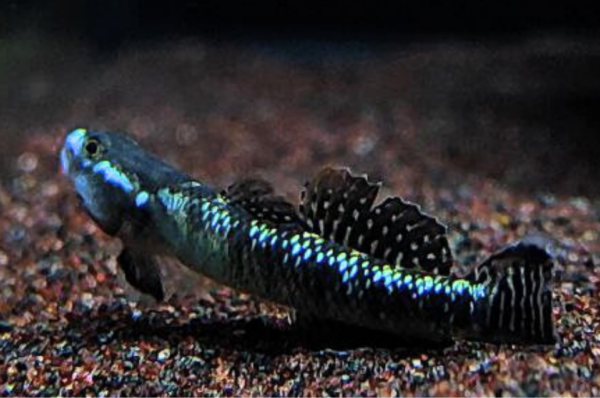 Black Kumpay Goby