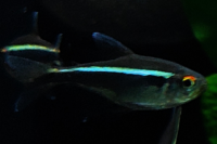 Black Neon Tetra