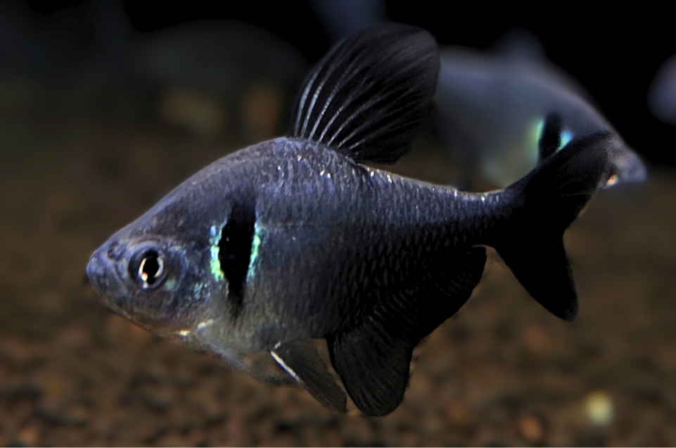 Black Phantom Tetra