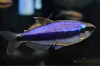 Blue Emperor Tetra