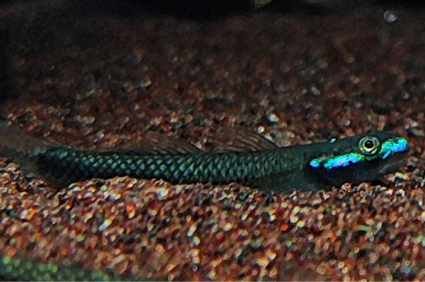 Blue Neon Goby