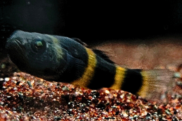 Bumblebee Goby