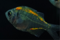 Colored Glass Tetra