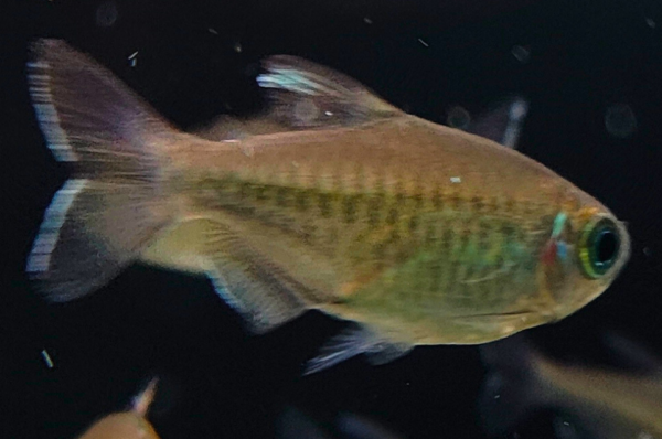 Congo Tetra