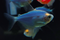 Cosmic Blue Glofish Tetra