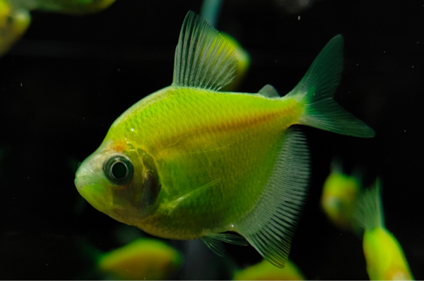 Electric Green Glofish Tetra