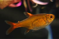 Ember Tetra