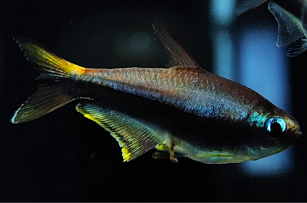 Emperor Tetra