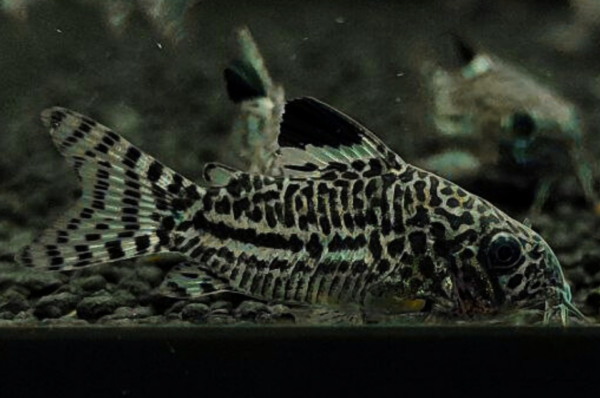 Leopard Cory