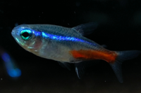 Neon Tetra