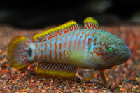 Peacock Gudgeon