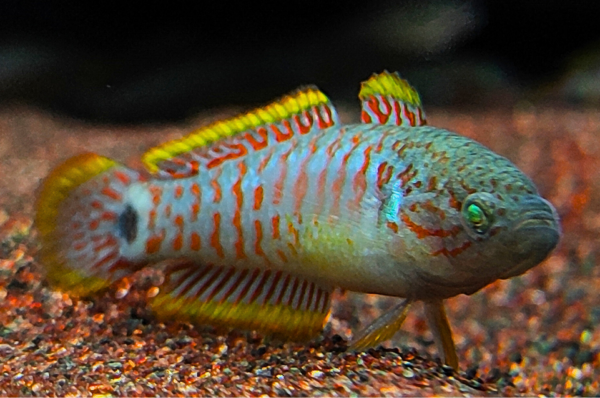 Peacock Gudgeon