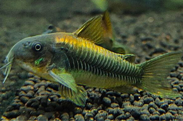 Peru Gold Stripe Cory