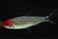 Platinum Rummy Nose Tetra