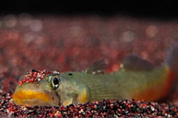 Red Lipstick Goby