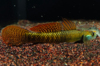 Red Neon Goby