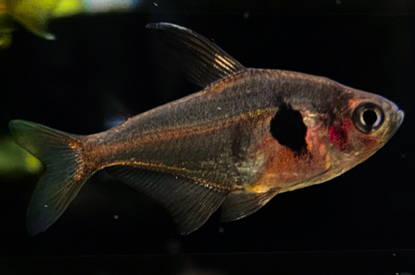 Red Phantom Tetra