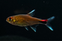 Ruby Tetra