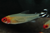 Rummy Nose Tetra