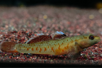 Scarlet Goby