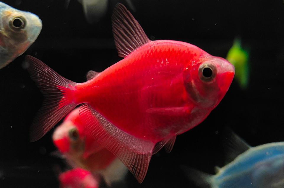 Starfire Red GloFish Tetra