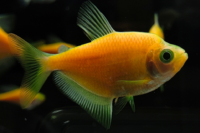 Sunburst Orange Glofish Tetra