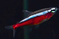 Wild Cardinal Tetra