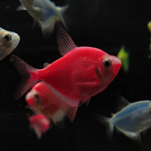 GloFish tetra
