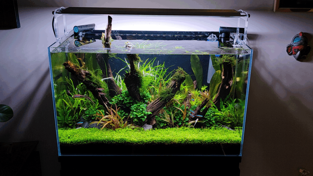 Gensou aquascape portfolio image 15