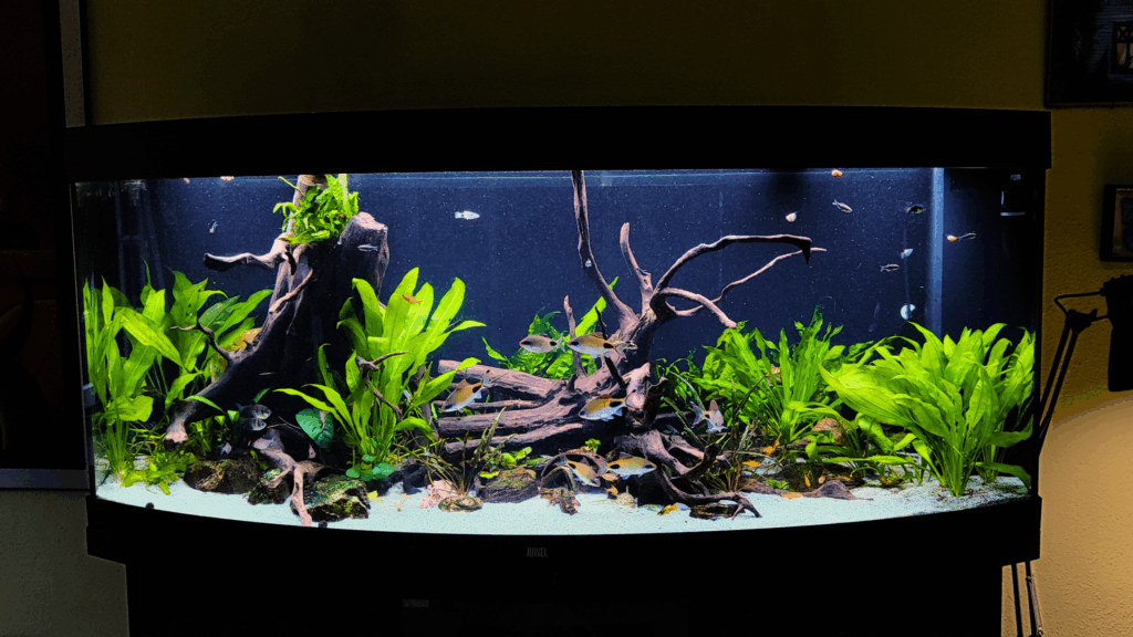 Gensou aquascape portfolio image 18