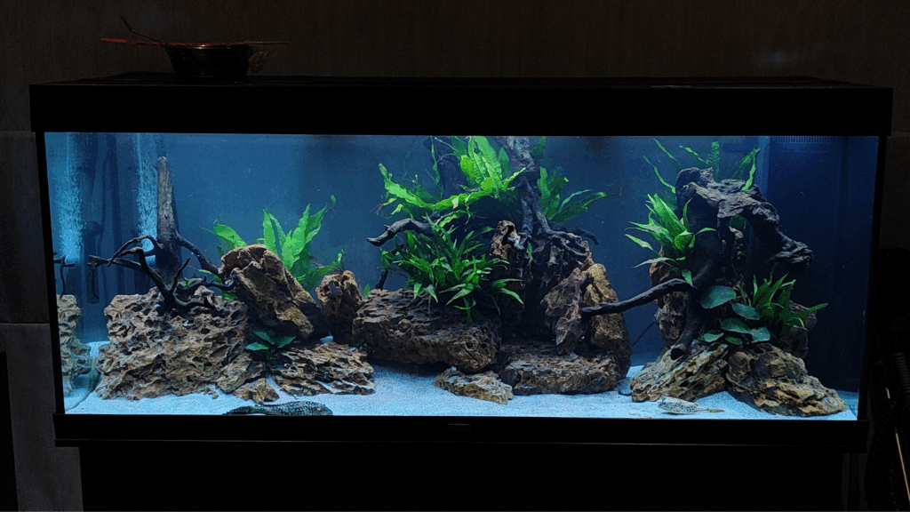 Gensou aquascape portfolio image 23