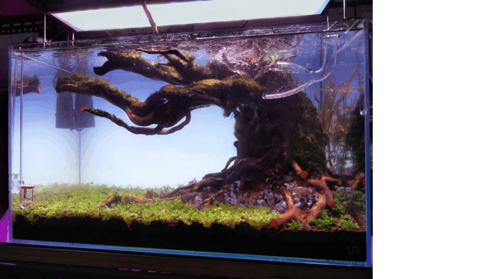 Gensou aquascape portfolio image 27
