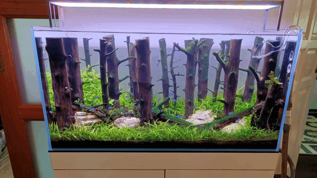 Gensou aquascape portfolio image 30