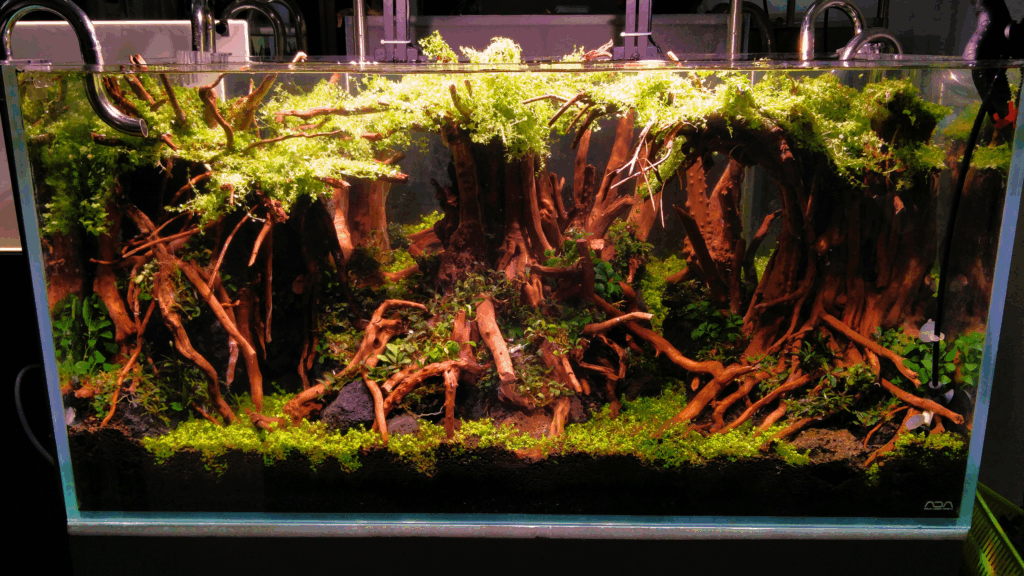 Gensou aquascape portfolio image 5