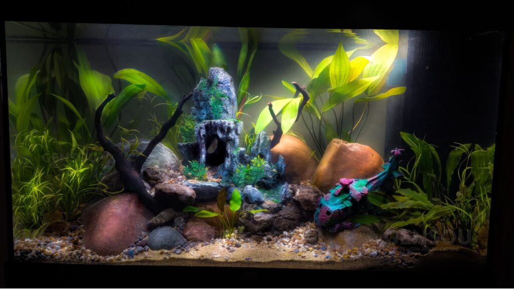 Aquarium Gallery Banner