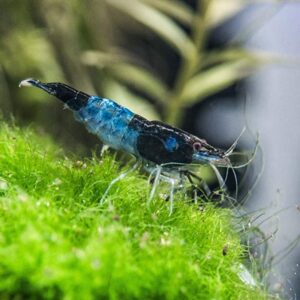 Blue Rili Shrimp