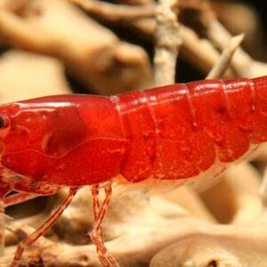 Cherry Shrimp