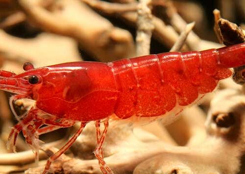 Cherry Shrimp