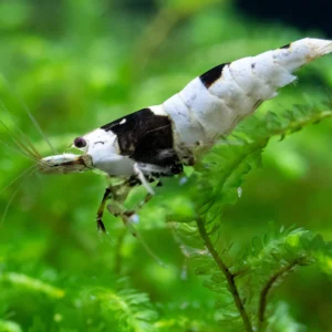Crystal Black Shrimp