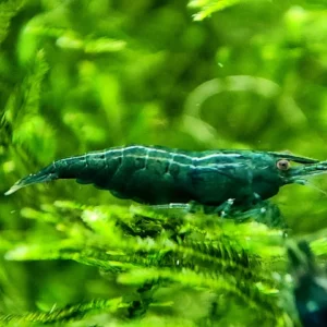 Green Jade Shrimp