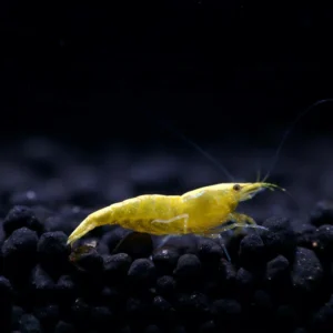 Golden Top Shrimp