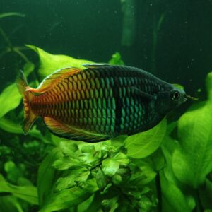 Boesemani rainbow fish