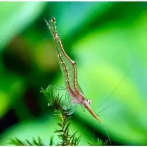 Red Nose Shrimp