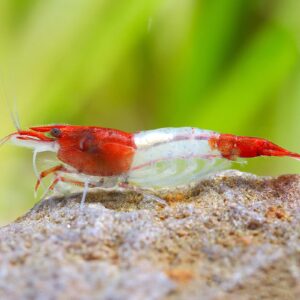 Red Rili Shrimp