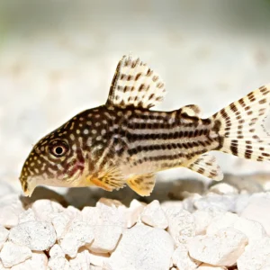 Corydoras Cory